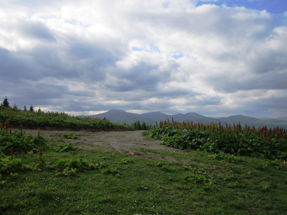 IMG_7891.JPG