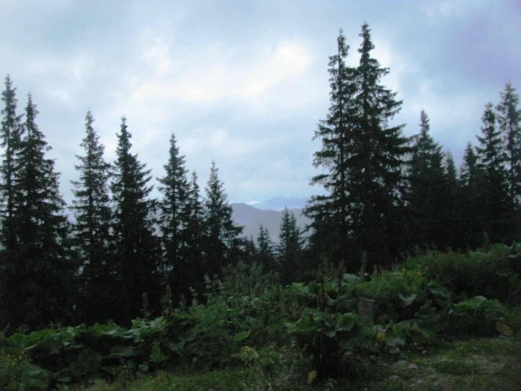 IMG_8371.JPG