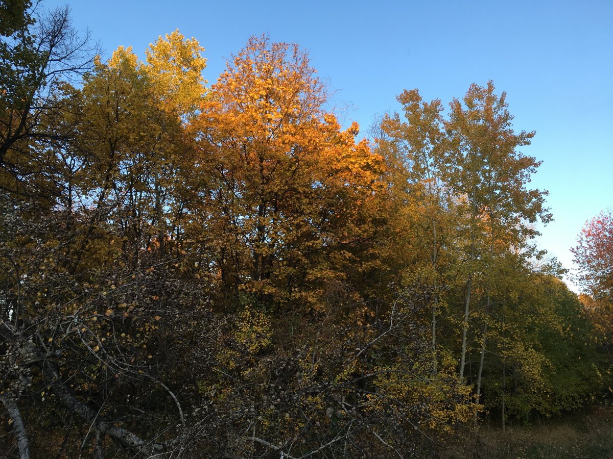 IMG_9705.JPG