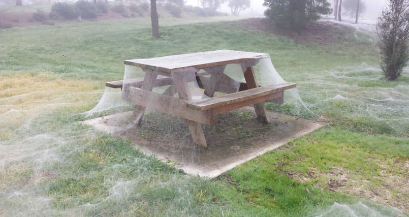 in-australia-spiders-made-a-web-so-big-it-covered-a-picnic-table-3-805x427.jpg
