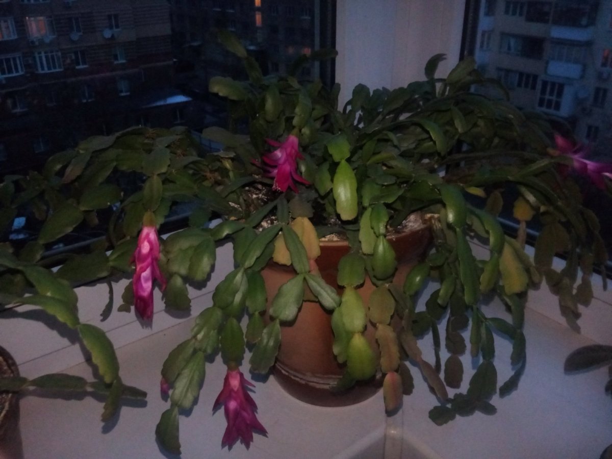 изображение_viber_2020-03-22_18-25-02.jpg