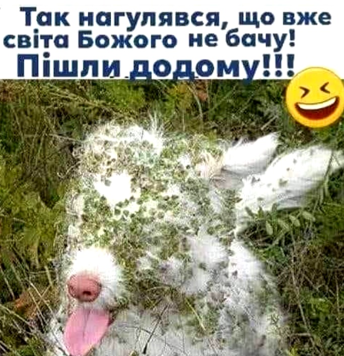 изображение_viber_2020-08-11_06-48-182.jpg