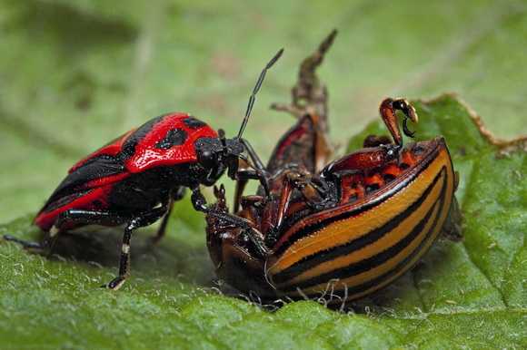 Kill-potato-beetle-http_politikan_com_ua.jpg