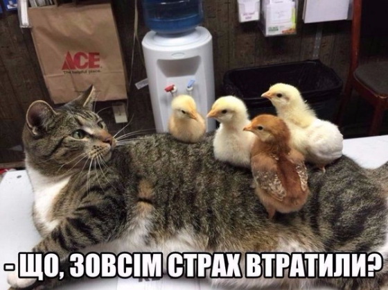 Kit.jpg