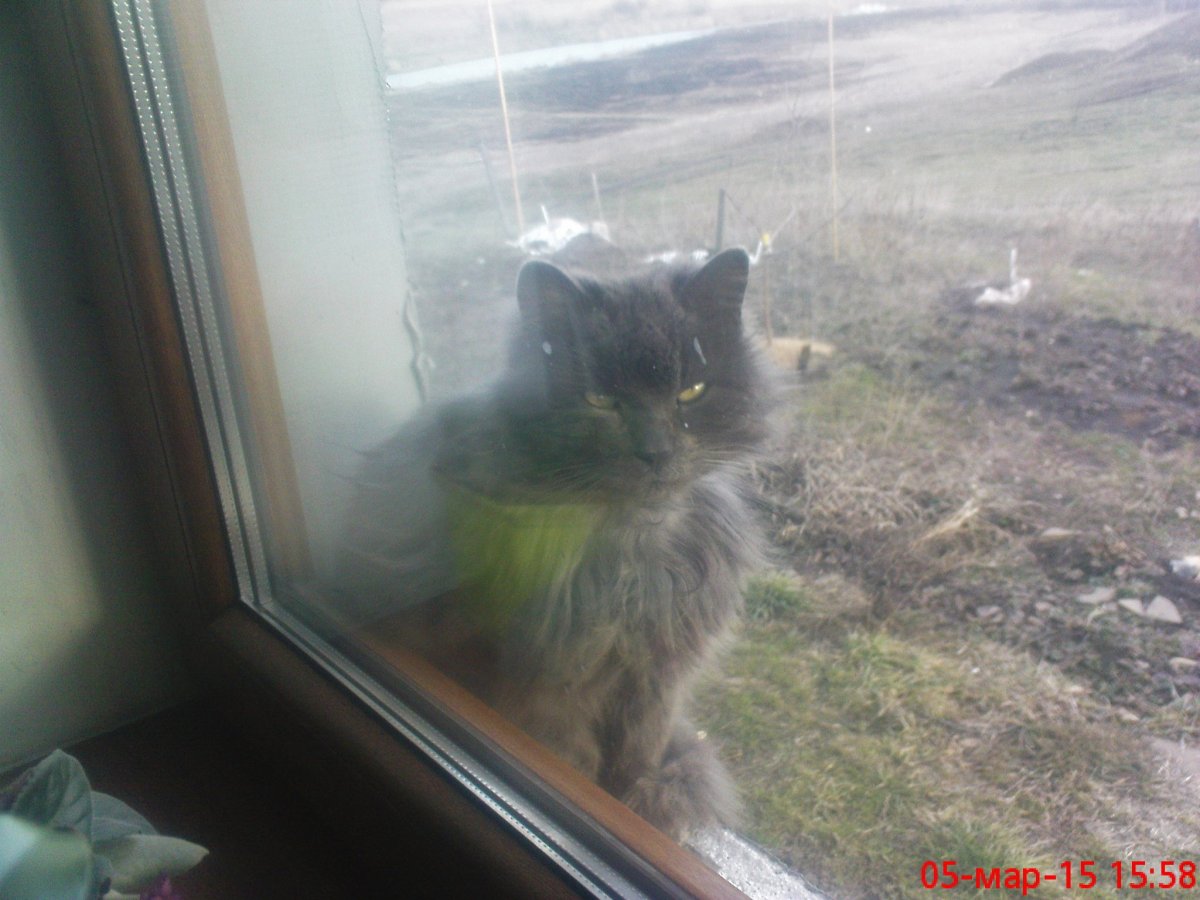 кіт.JPG