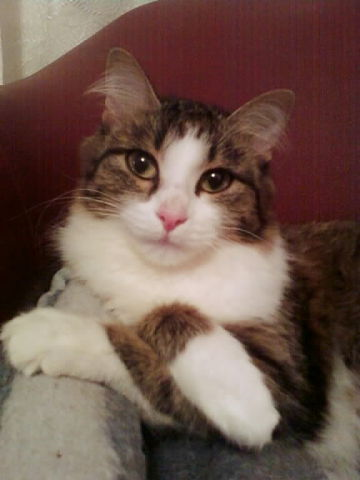 Клеопатра (1).png