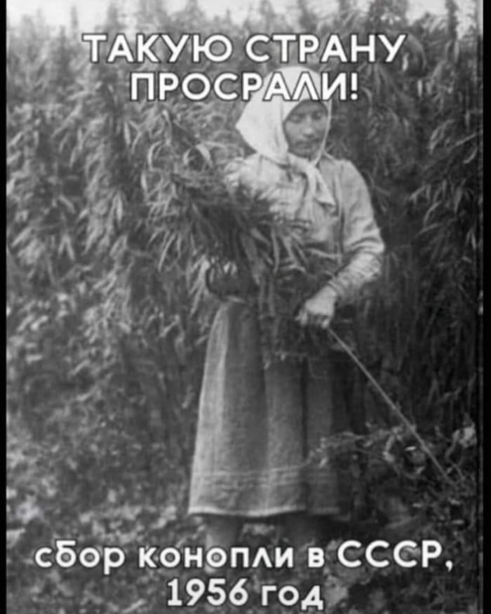 кон.jpg