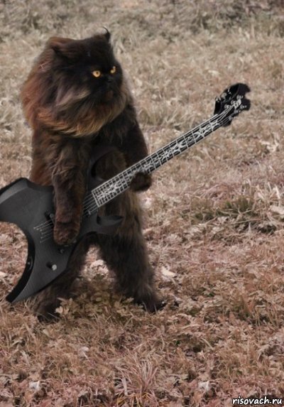 koshka-gitara-rok-53104234_orig_.jpeg