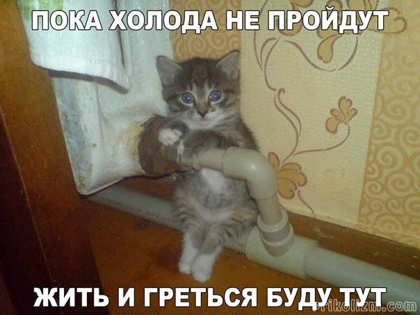 koshki-22.jpg-nggid03382-ngg0dyn-604x1080x100-00f0w010c010r110f110r010t010.jpg