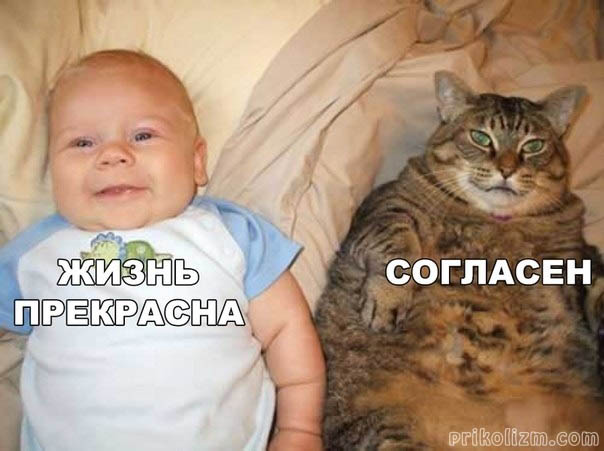 koshki-39.jpg-nggid03399-ngg0dyn-604x1080x100-00f0w010c010r110f110r010t010.jpg