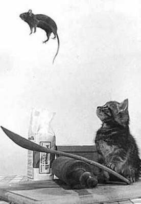 кот-и мыша.jpg