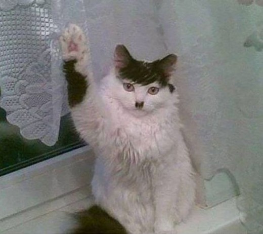 кот.jpg