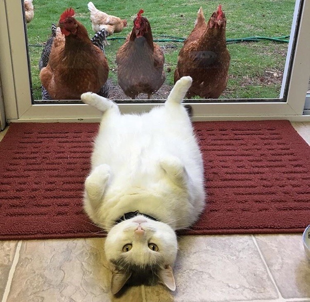 кот.jpg