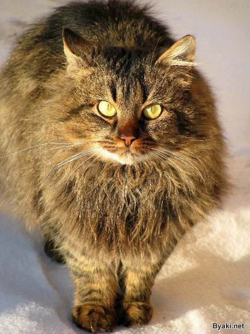 кот.jpg