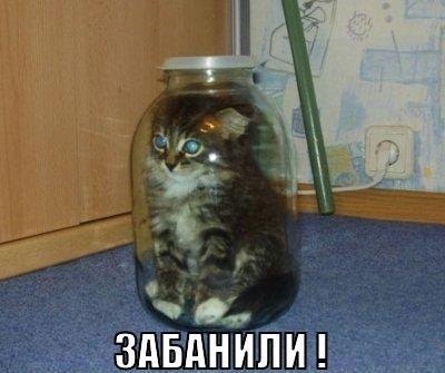 кот.jpg