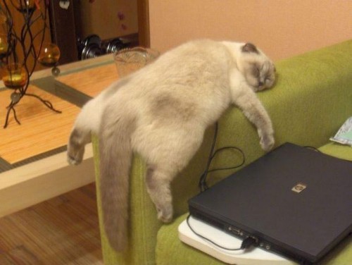 Кот.jpg