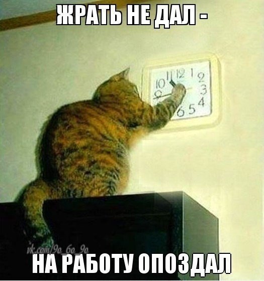 кот.jpg