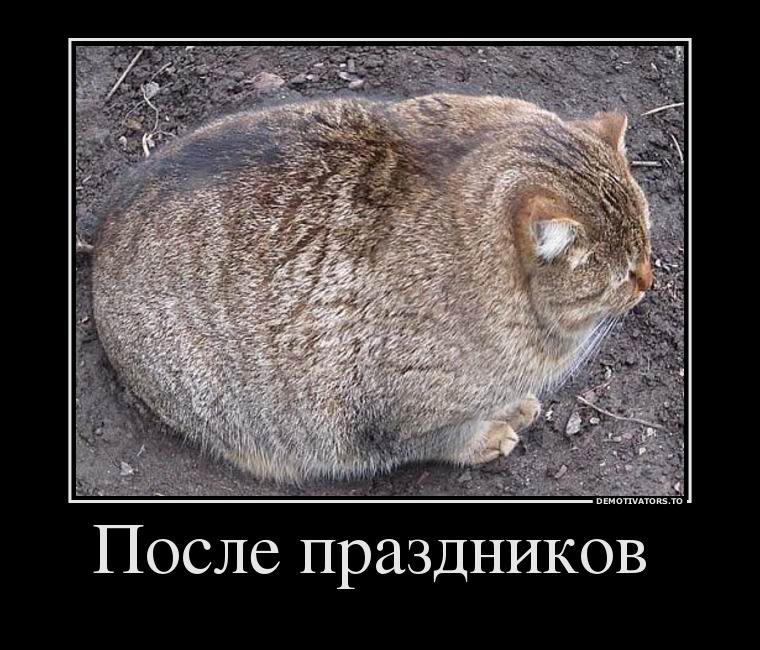 кот после праздников.jpg