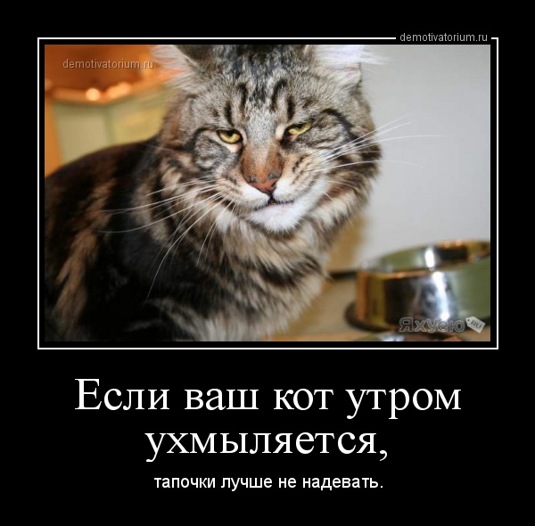 кот утром.jpg