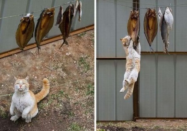 кот ворует рыбу.jpeg