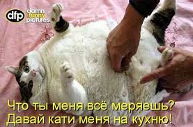 котбегемот.jpg