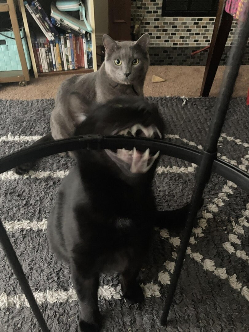 коте-длиннопост-8623005.jpeg