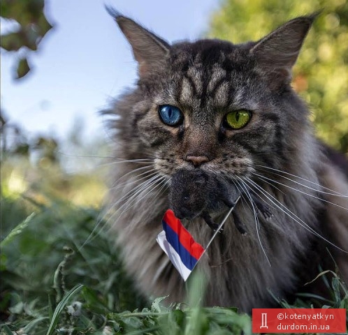 коте.jpg