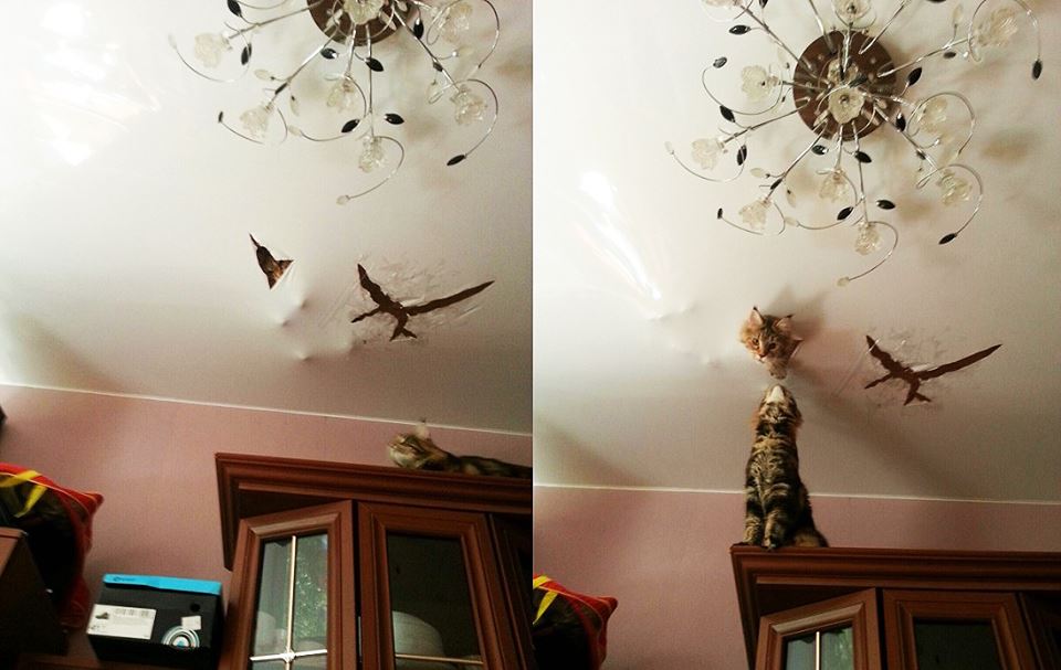 коте.jpg