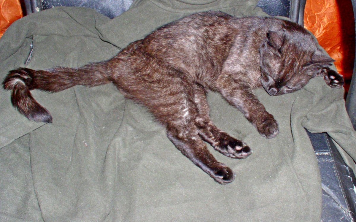 Котэ. 003.jpg