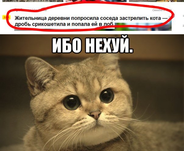 котэ-живность-дробовик-соседка-846876.jpeg