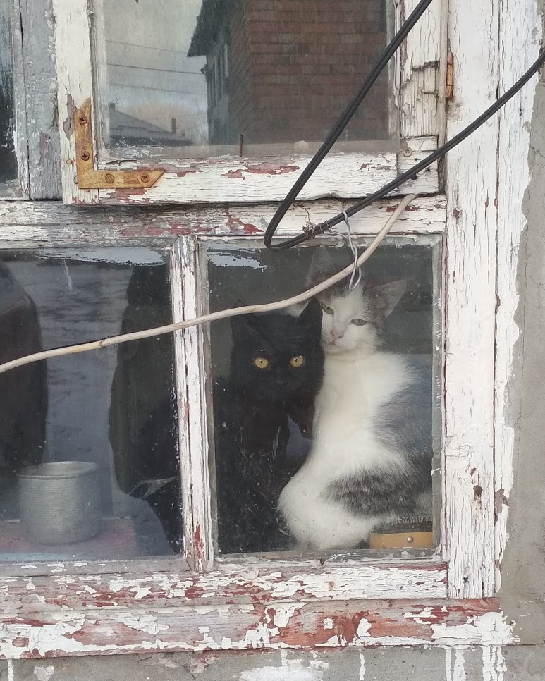 коти.jpg