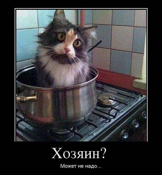 коттт.jpg