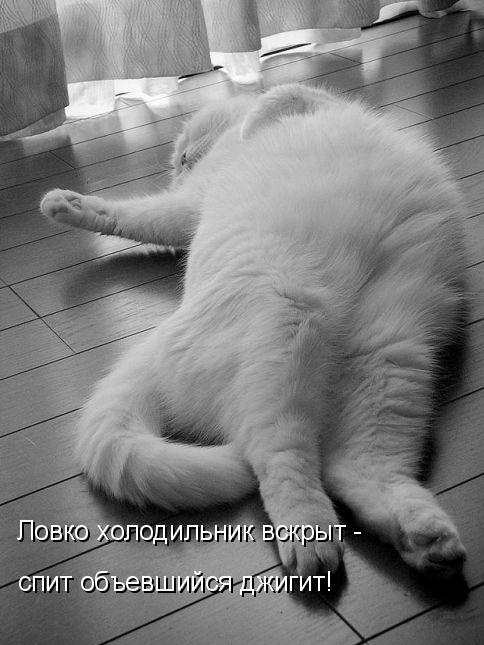 koty-cat-kitten-kot-kotenok-smeshnye_kotyKrasivye_koty_prikol_smeshno_7.jpg