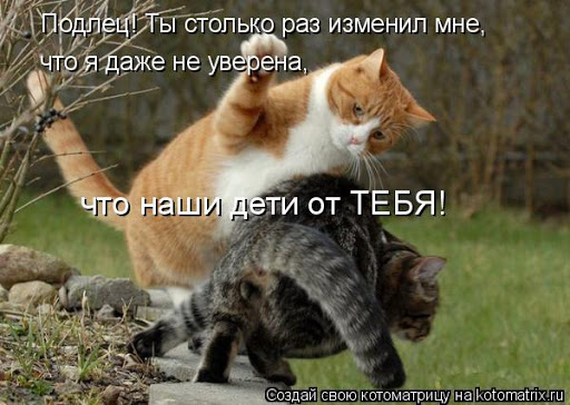коты.jpg