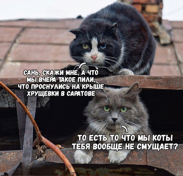 коты в саратове.jpeg