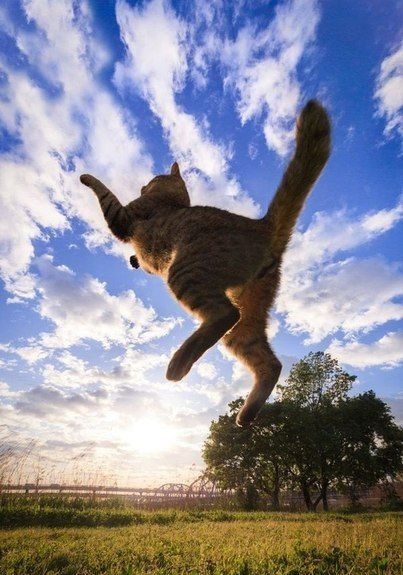 коты-живность-летающие-коты-в-комментах-ещё-894442.jpeg