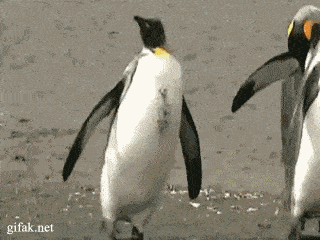 KS4 (2).gif