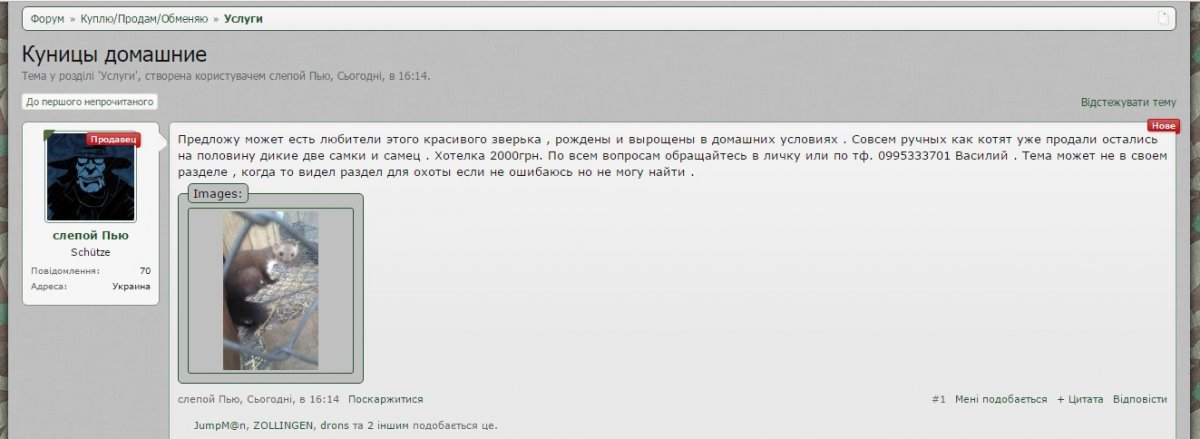 куниця.jpg