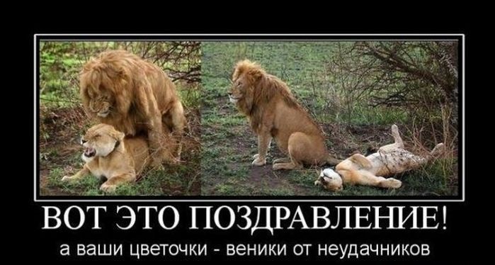 лев.jpg