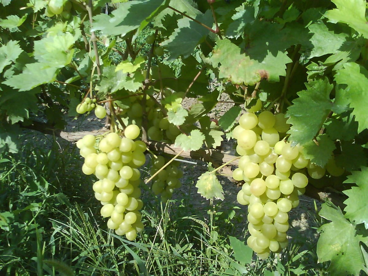 літ5.JPG