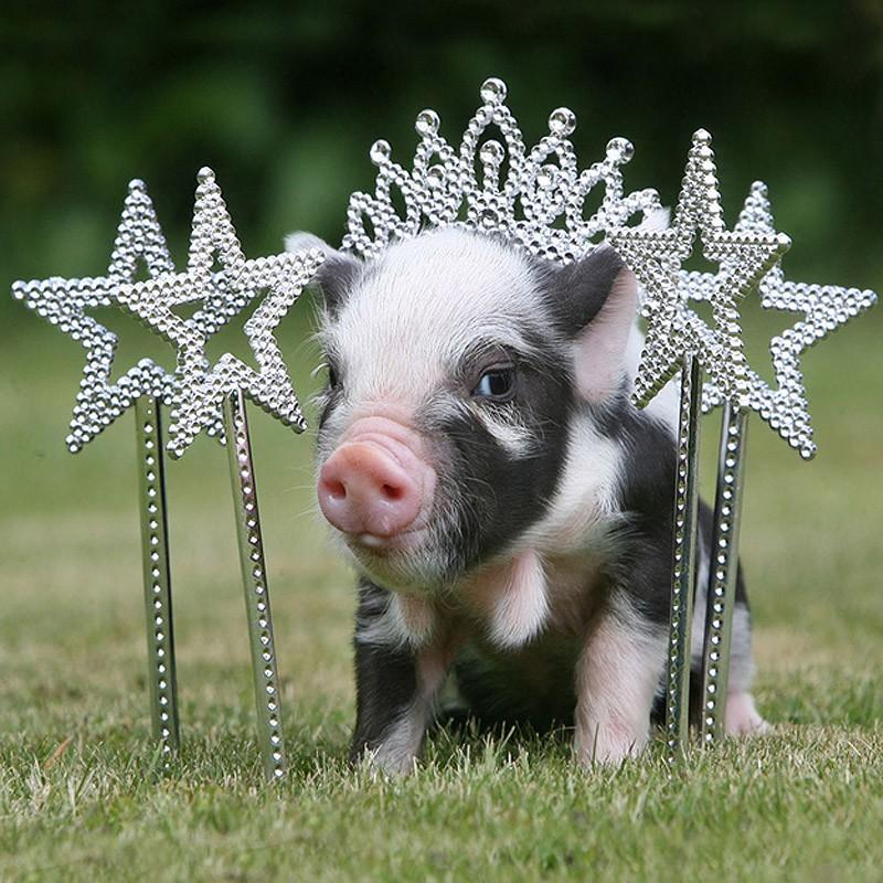 MiniaturePigs01.jpg