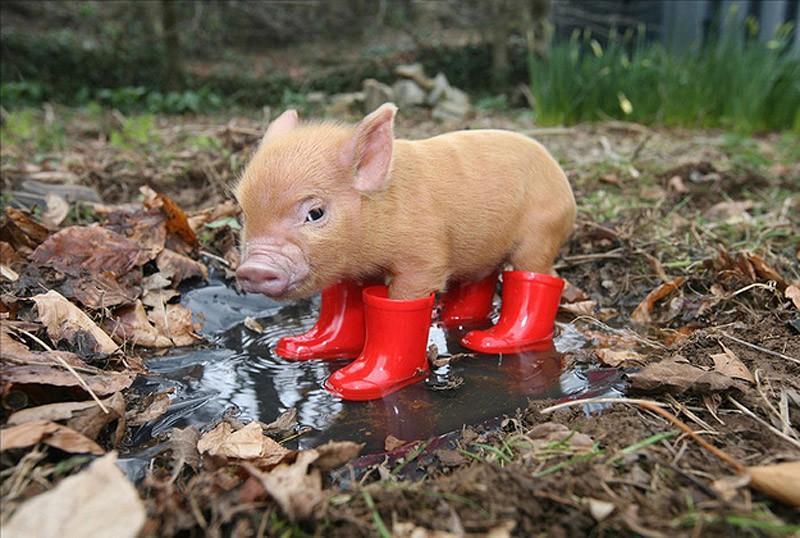 MiniaturePigs20.jpg