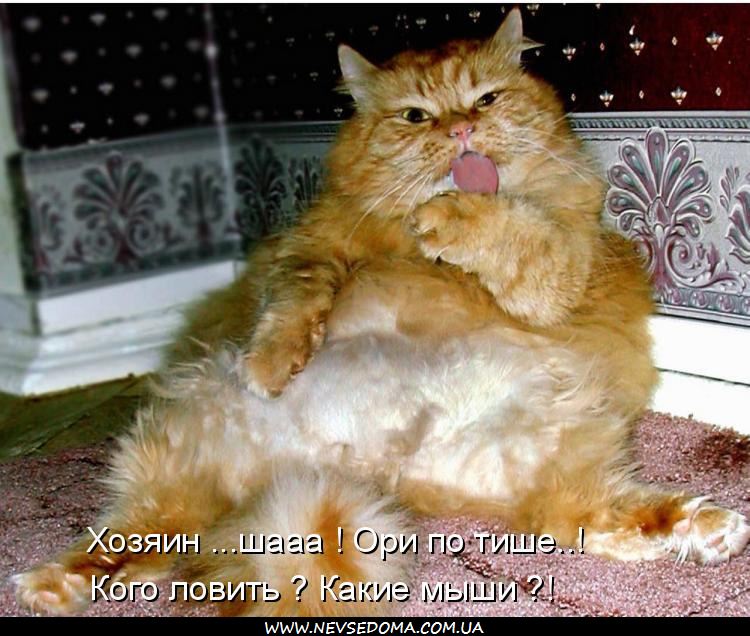 мышы тише.jpg