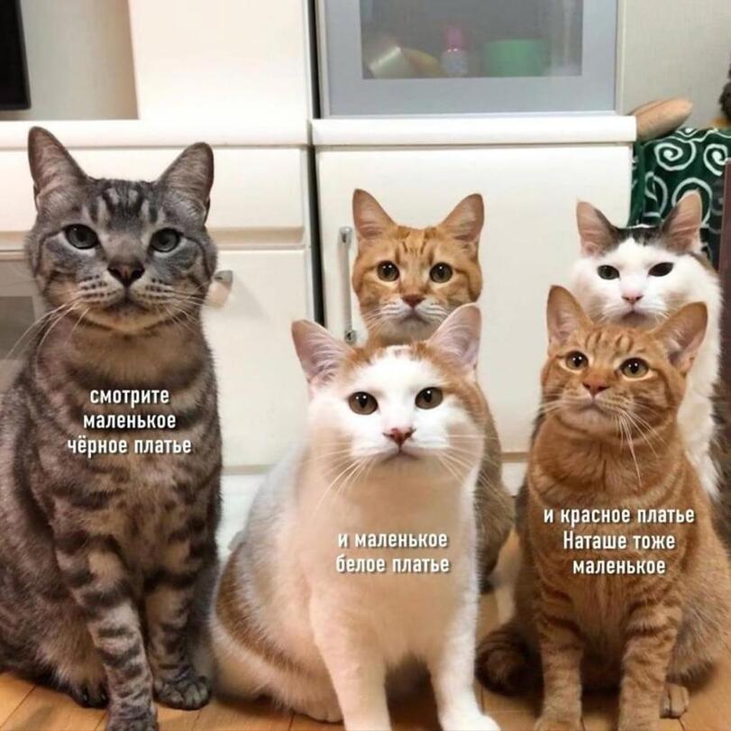 наташа-и-коты-6564956.jpeg