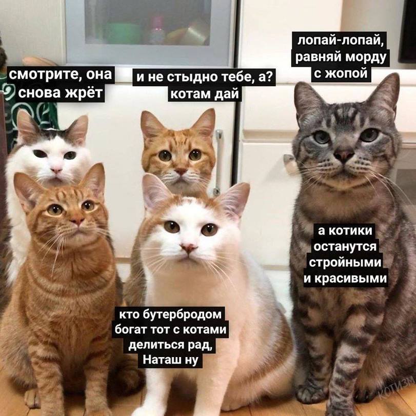 наташа-и-коты-котэ-Наташа-вставай-5939641.jpeg