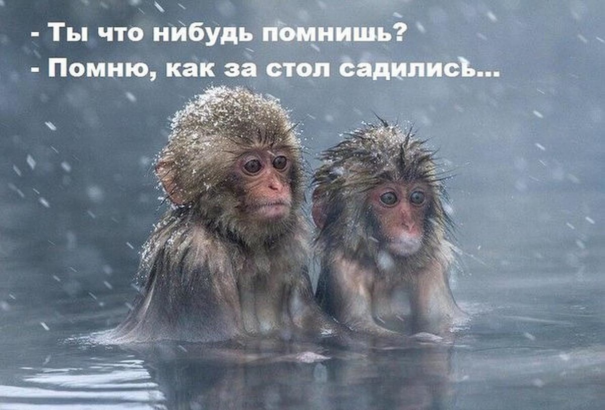 обезьяны.jpg