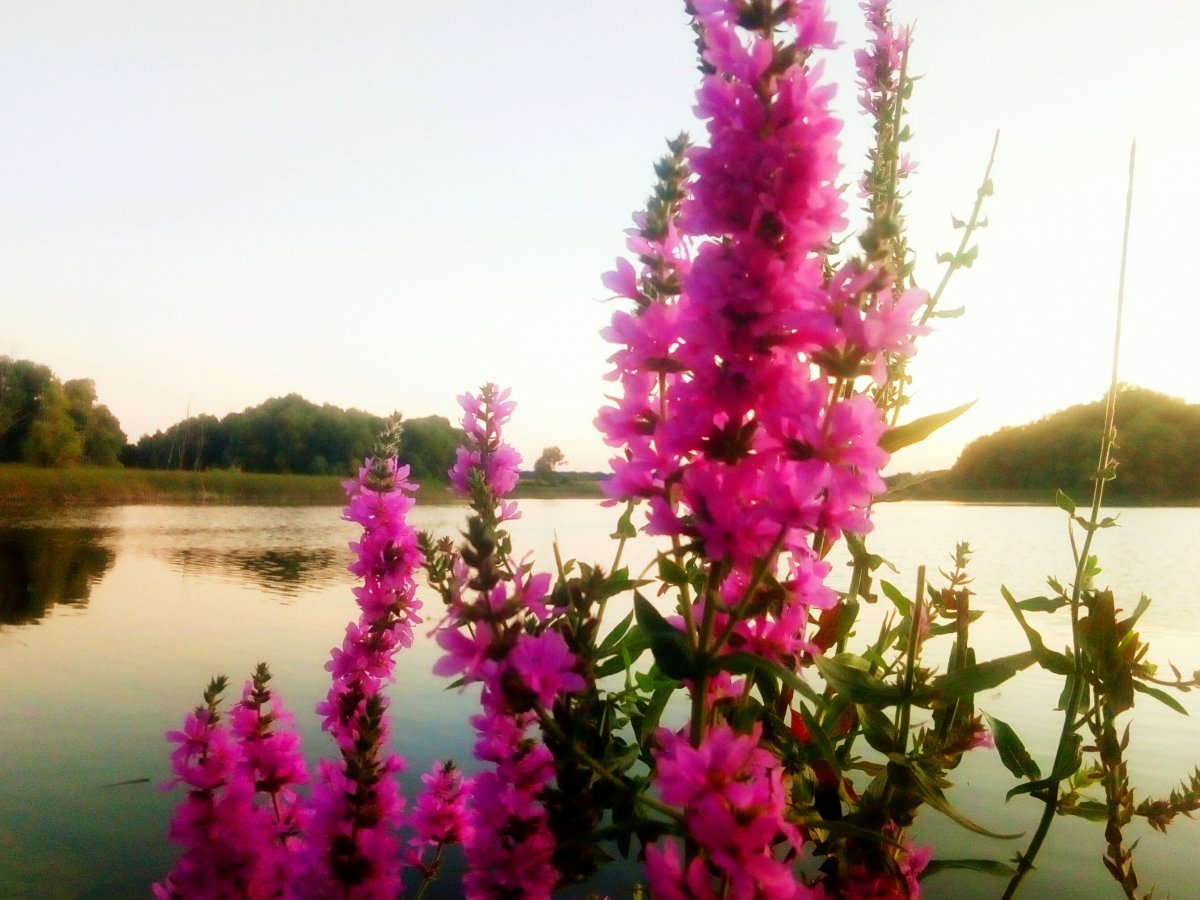 P00828-цветы.jpg