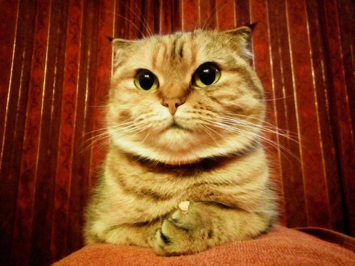 P01205-Tigra.jpg