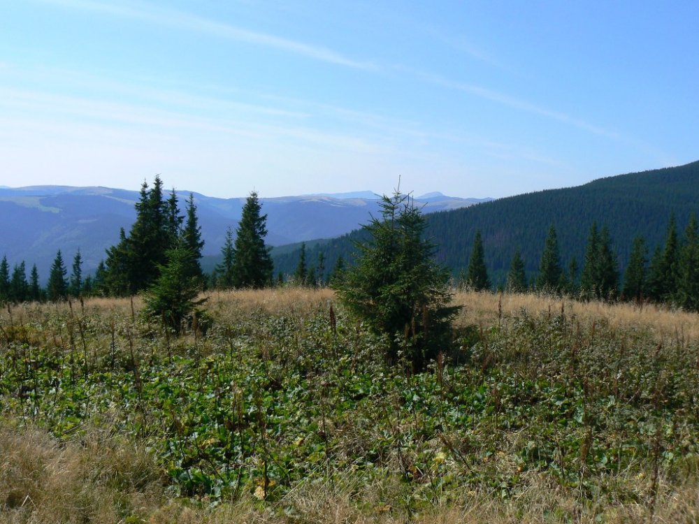 P1100686.JPG