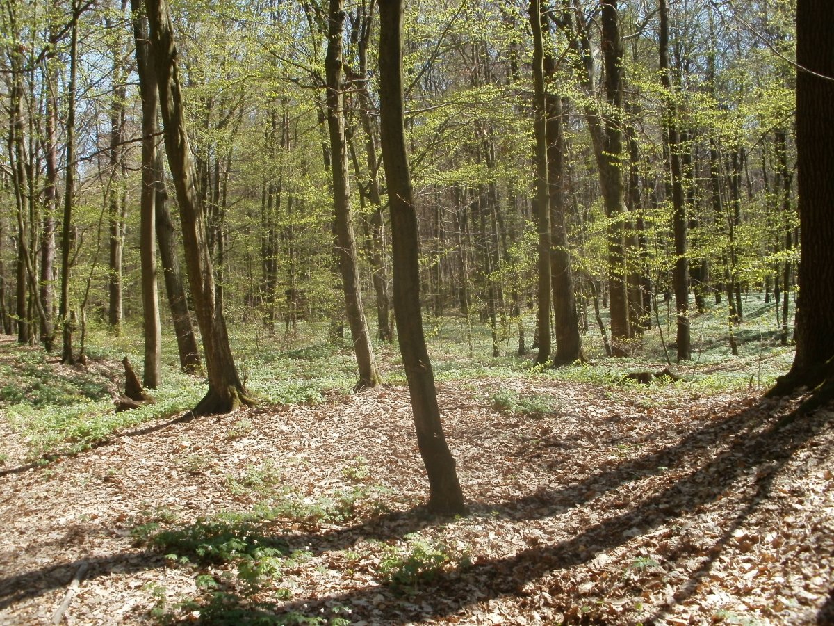 P4171610.JPG